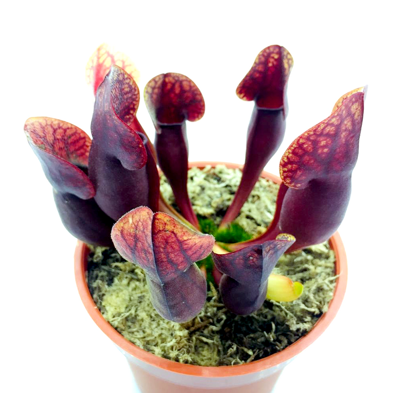 Sarracenia pupurea Hybrid