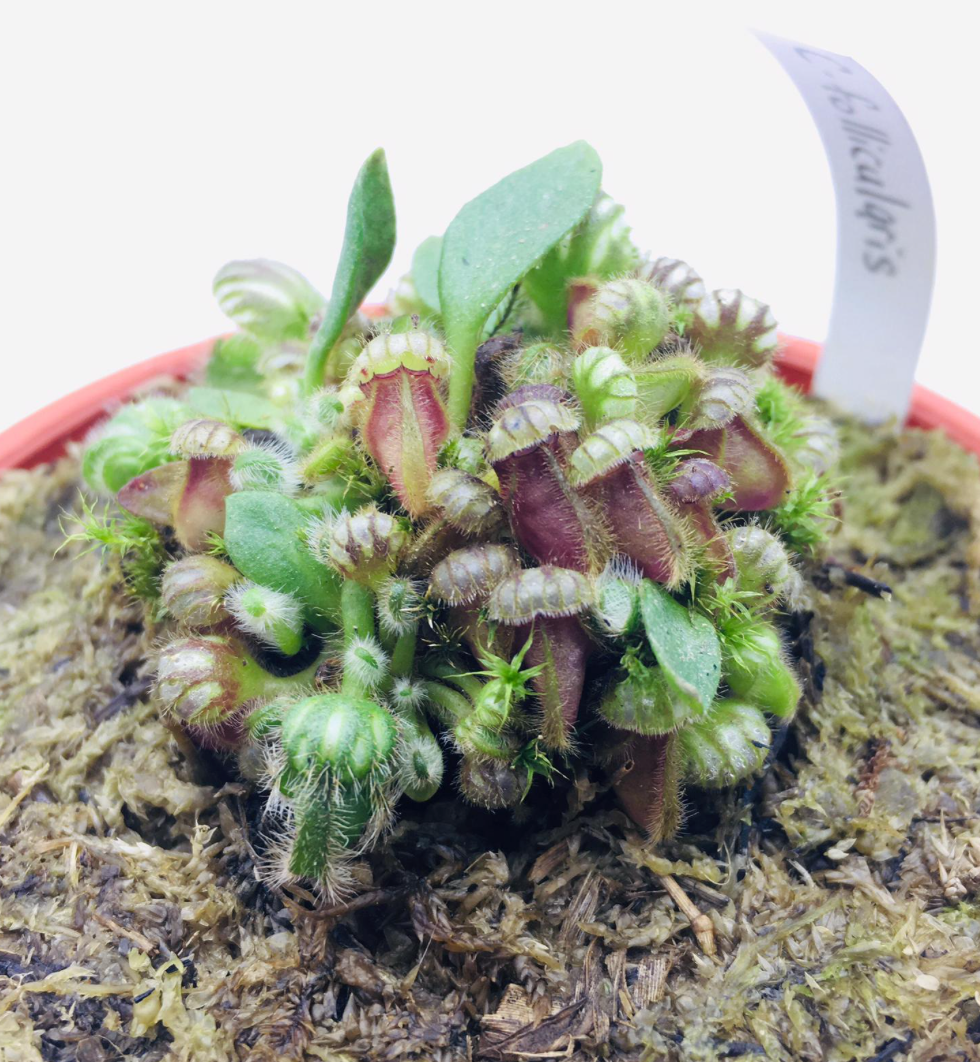 Cephalotus follicularis (S) – Green Chapter