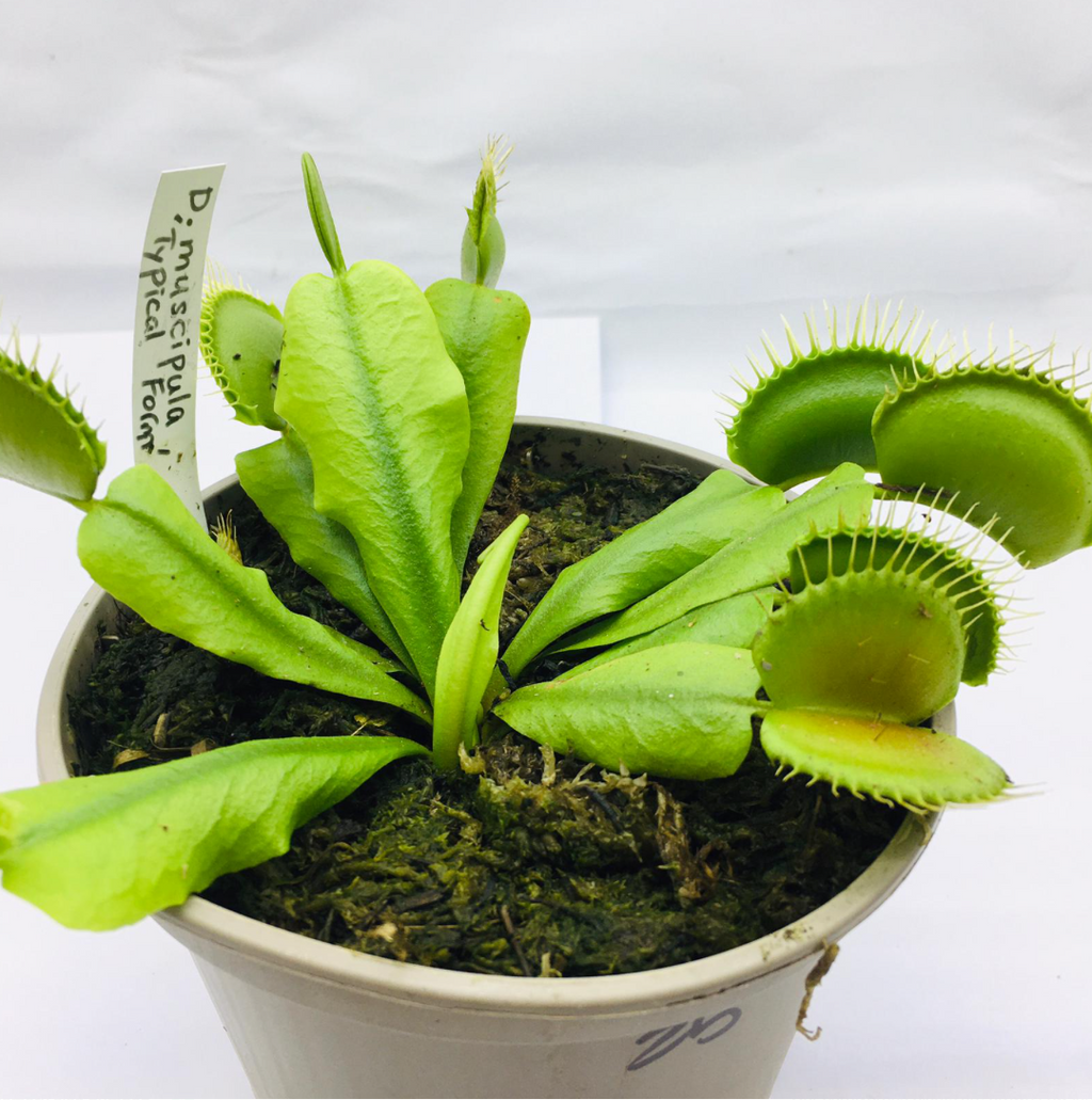 Dionaea muscipula ‘Typical Form’ (Venus Fly Trap)