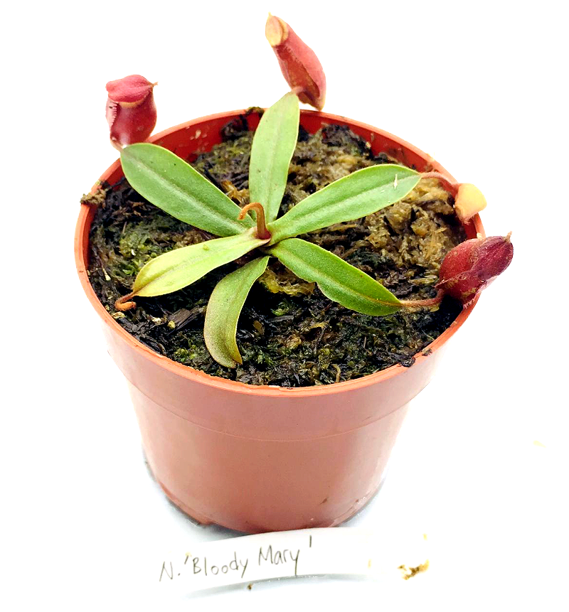 Nepenthes 'Bloody Mary'