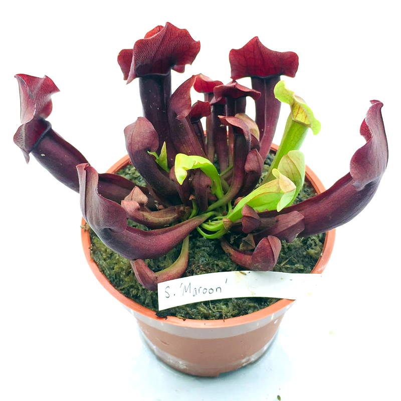 Sarracenia Maroon