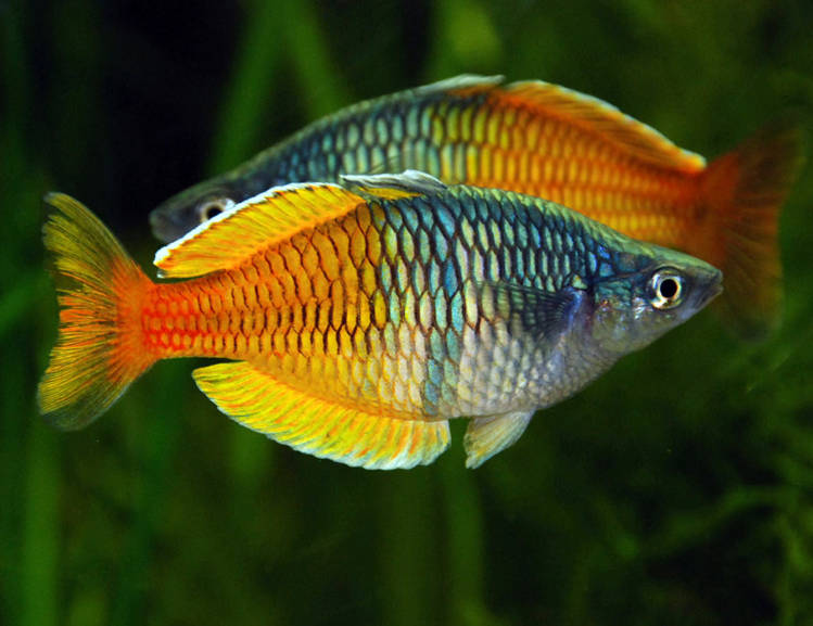 Melanotaenia boesemani (Boeseman's Rainbowfish / SM)