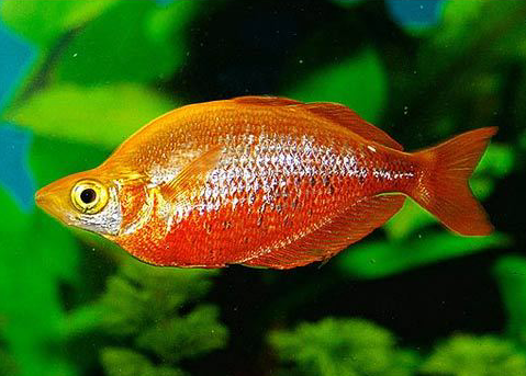Glossolepis Incisus (Red Rainbowfish)