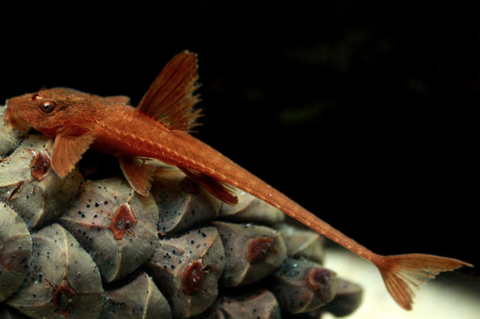 Red Lizard Catfish (Rineloricaria sp.)