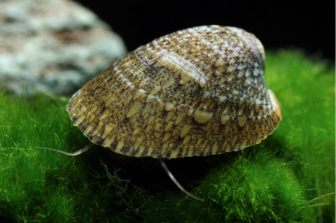 Septaria porcellana (Abalone Snail)
