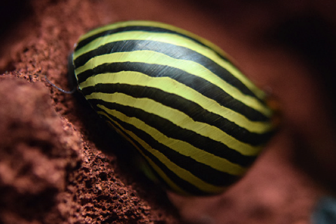 Neritina natalensis sp. "Zebra" (Zebra Nerite Snail)