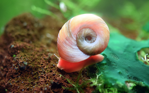 Ramshorn Snail (Red / Planorbis rubrum)