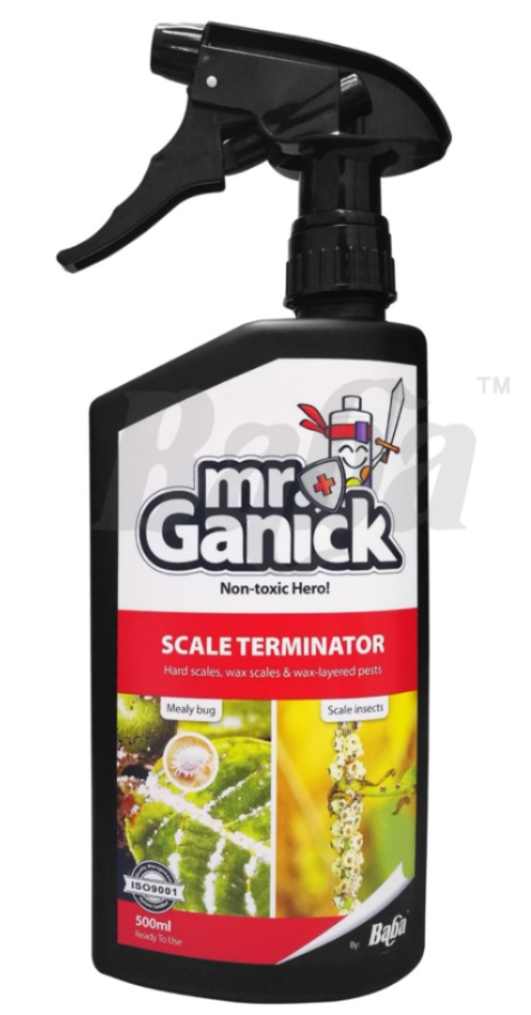 BABA Mr Ganick Natural Pesticide: Scale Terminator (500ml / Spray Bottle)