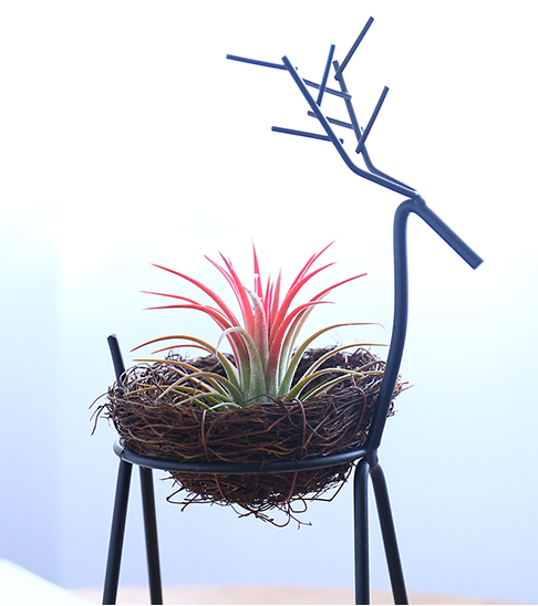 TERRA POTS Air Plant Holder (Deer Stand / with Nest)