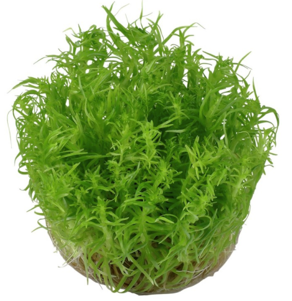 ORIENTAL TC (Pogostemon erectus  / C31350)