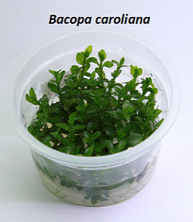 AQUATIC-FARMER TC (Bacopa caroliniana / BAC01)