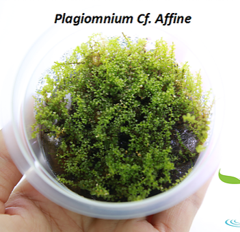 AQUATIC-FARMER TC (Plagiomnium affine / PLA01)