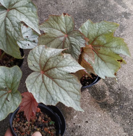 Begonia U358