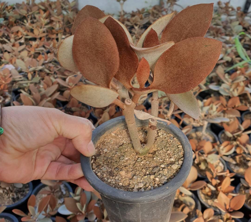 S&CPO48 - (080) Kalanchoe orgyalis (Copper Spoons)