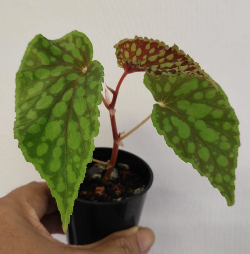 Begonia chlorosticta (1 Pot)