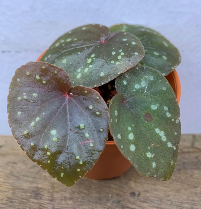 Begonia integrifolia (Spotted)