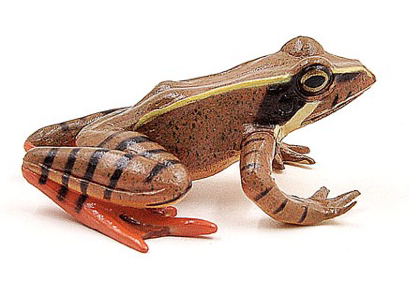 GCS Figurine Nihon Akagaeru Frog (6.6cm)