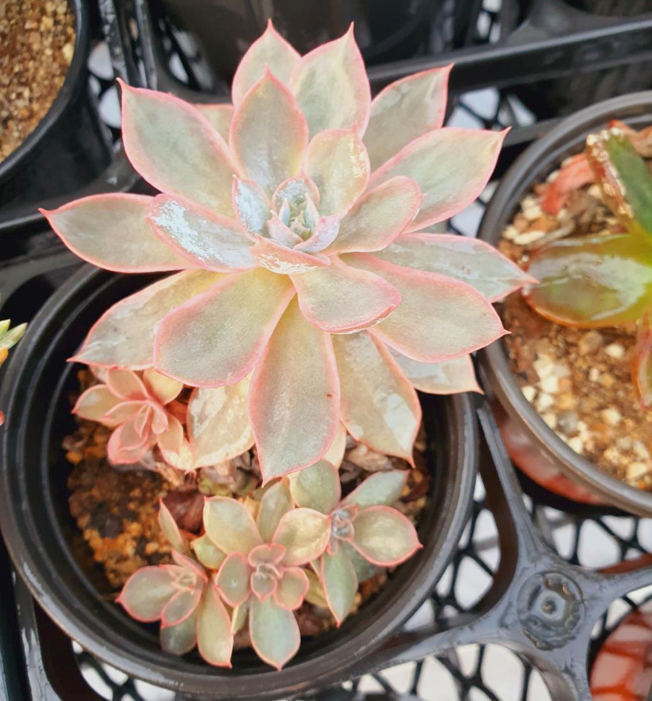 S&CPO75 - (085) Pinky Variegated