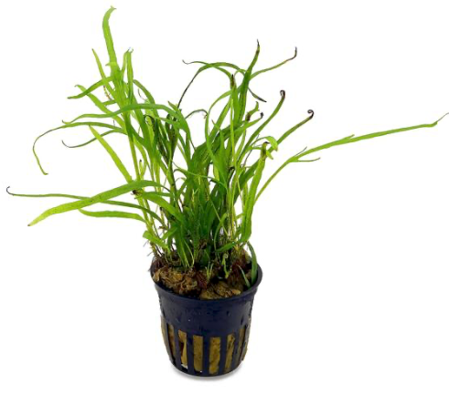 Java Fern sp Trident Mini (Pot / 586)