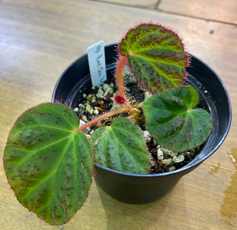 Begonia sp Bac Can "Hairy"
