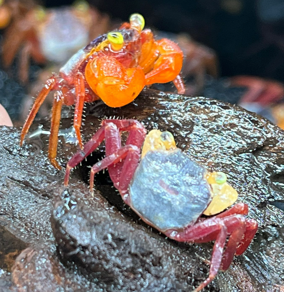 Geosesarma notophorum (Mandarin Vampire Crab)