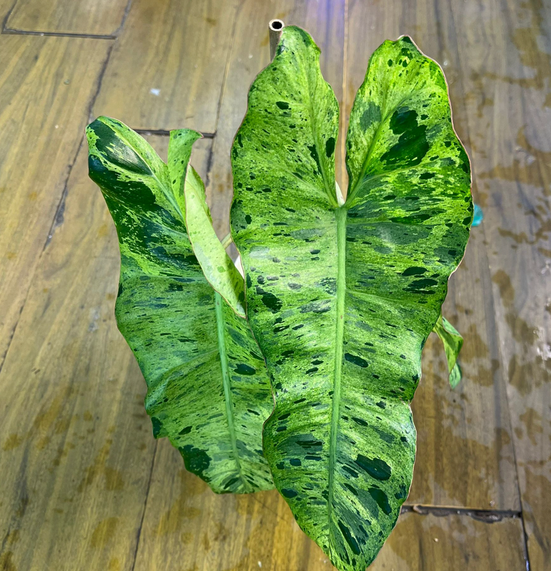 Philodendron paraiso verde variegated