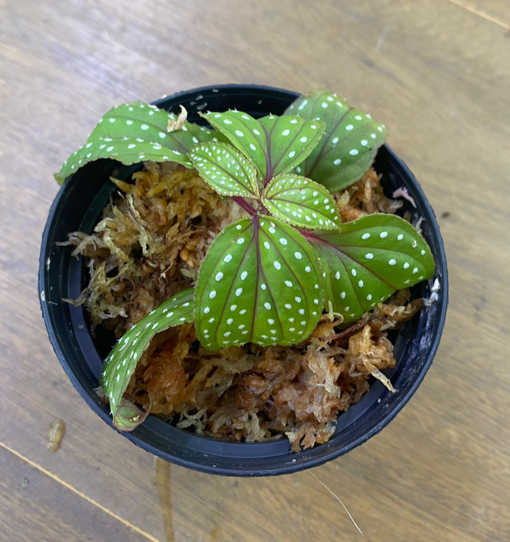 Melastomataceae sp #3