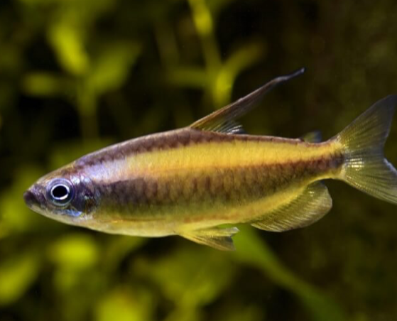 Brown Congo Tetra