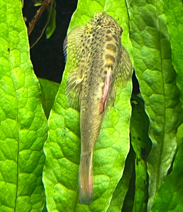 Purple Fin Hillstream loach