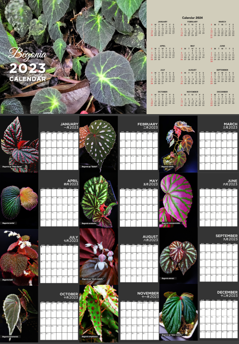Calendar 2023 (Begonia Series)