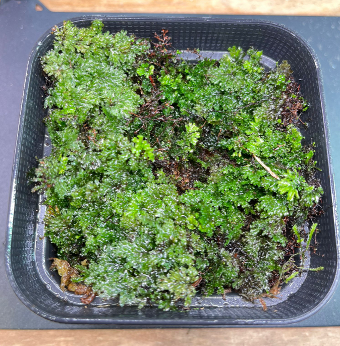Fern Moss species (10 x 10cm)
