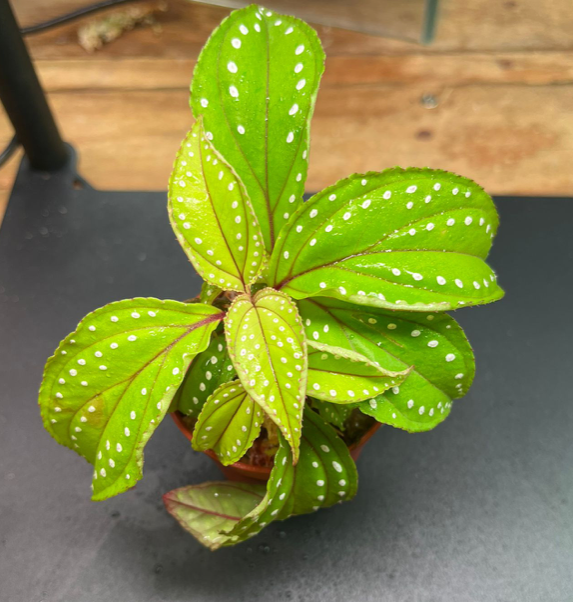 Melastomataceae sp #3