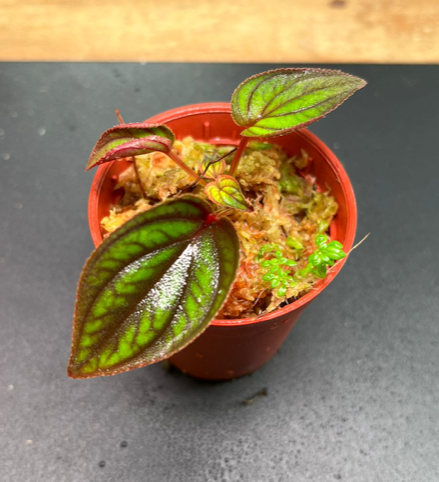 Melastomataceae sp #6