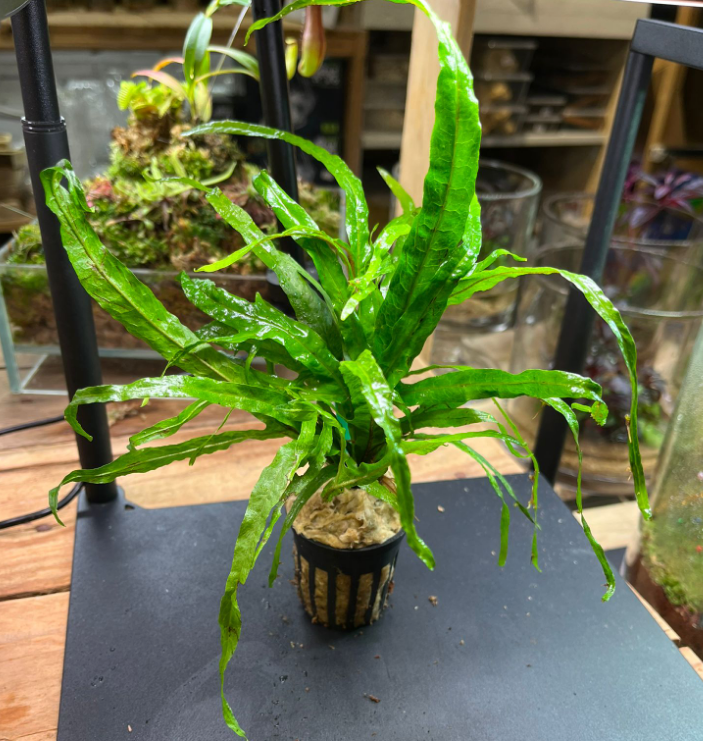 Java Fern sp Trident (Pot)