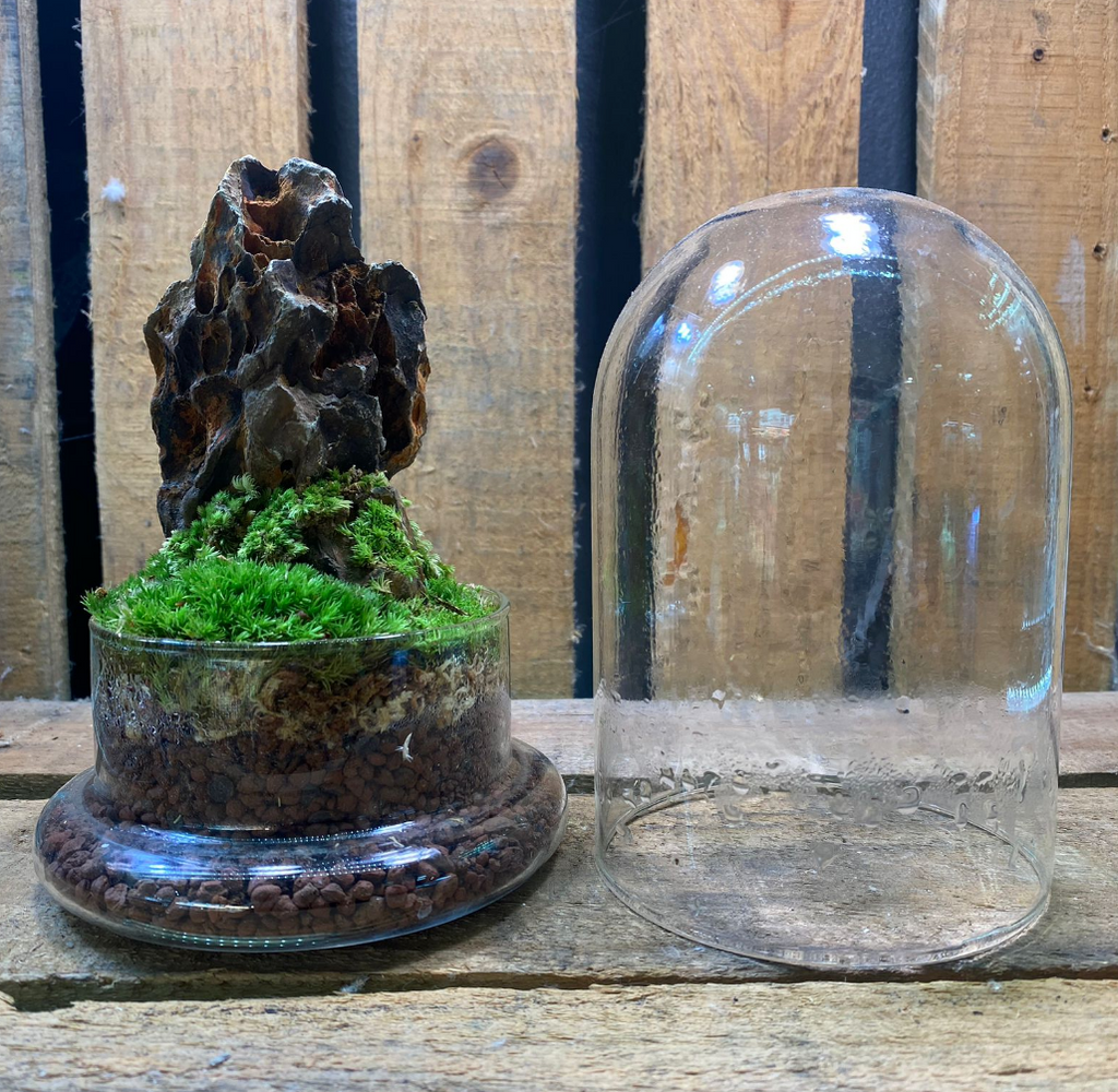 DOORGIFT TERRARIUMS Cone Pack (D12 x H18cm / 50 Sets)