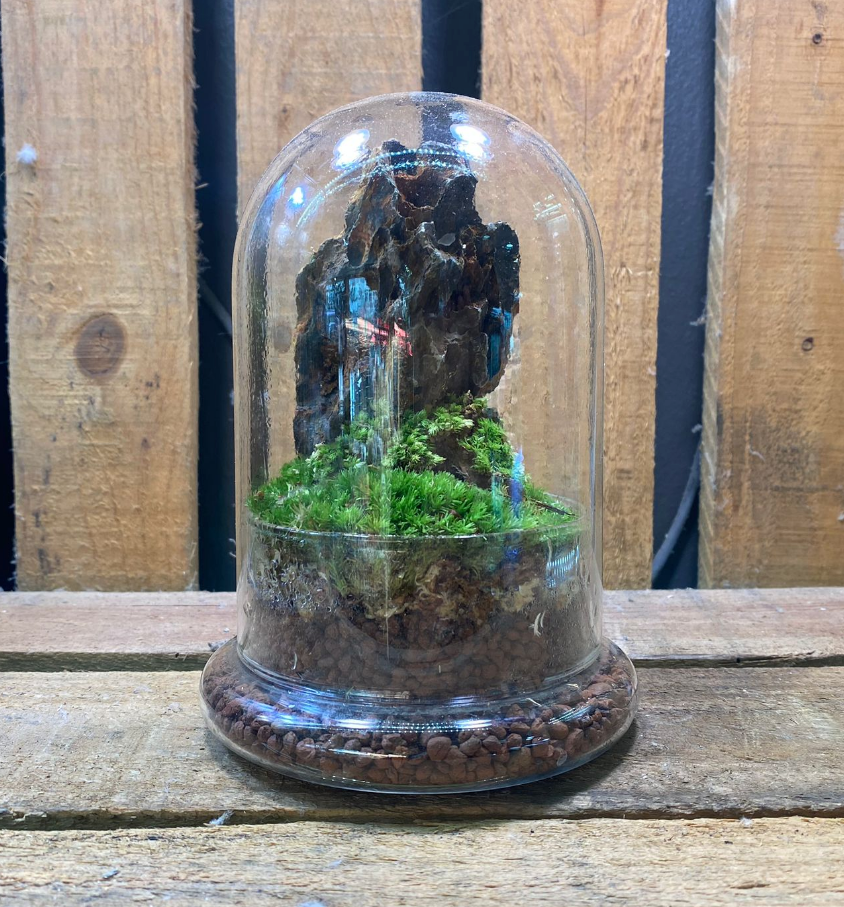 DOORGIFT TERRARIUMS Cone Pack (D12 x H18cm / 50 Sets)