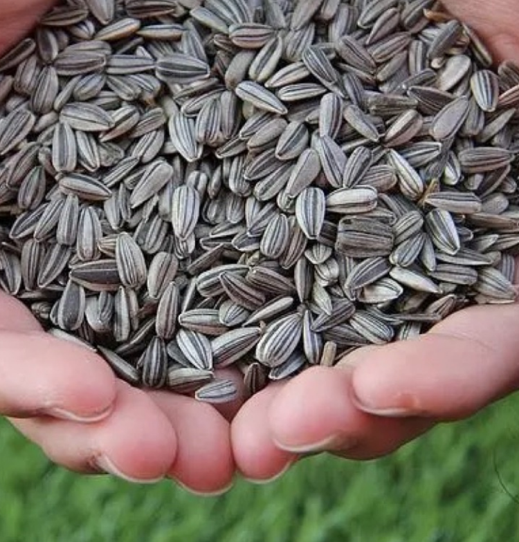 FIDS-PLAY Premium Sunflower Seeds (Small / 2Kg)