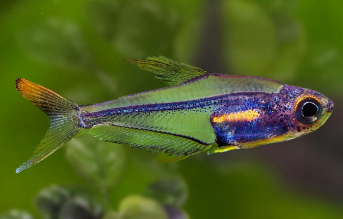 Humming bird Tetra