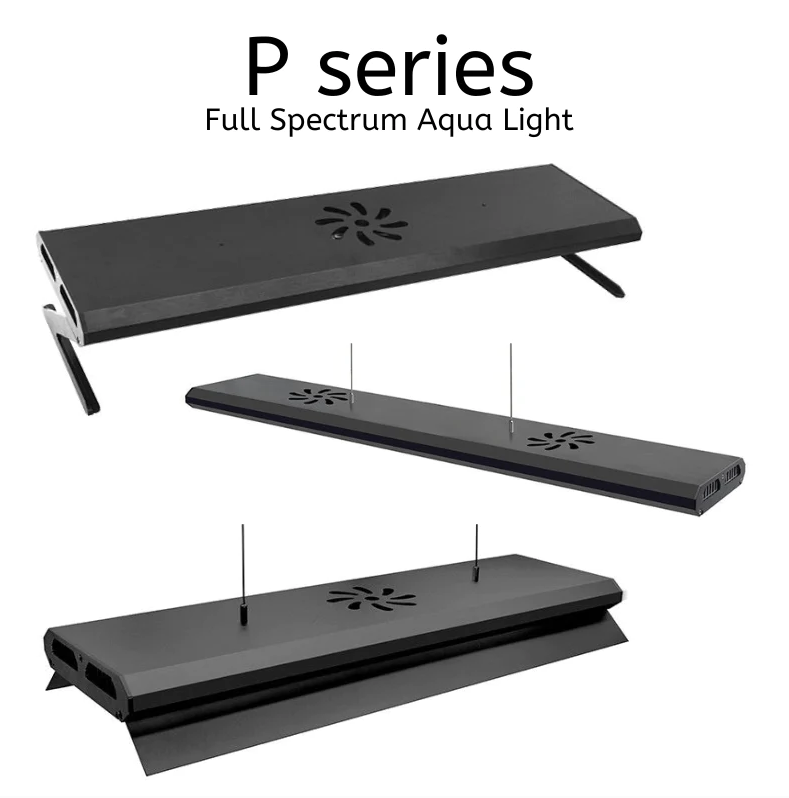 WEEK AQUA P Series (Professional) – Green Chapter WEEK AQUA P Series (Professional) – Green Chapter