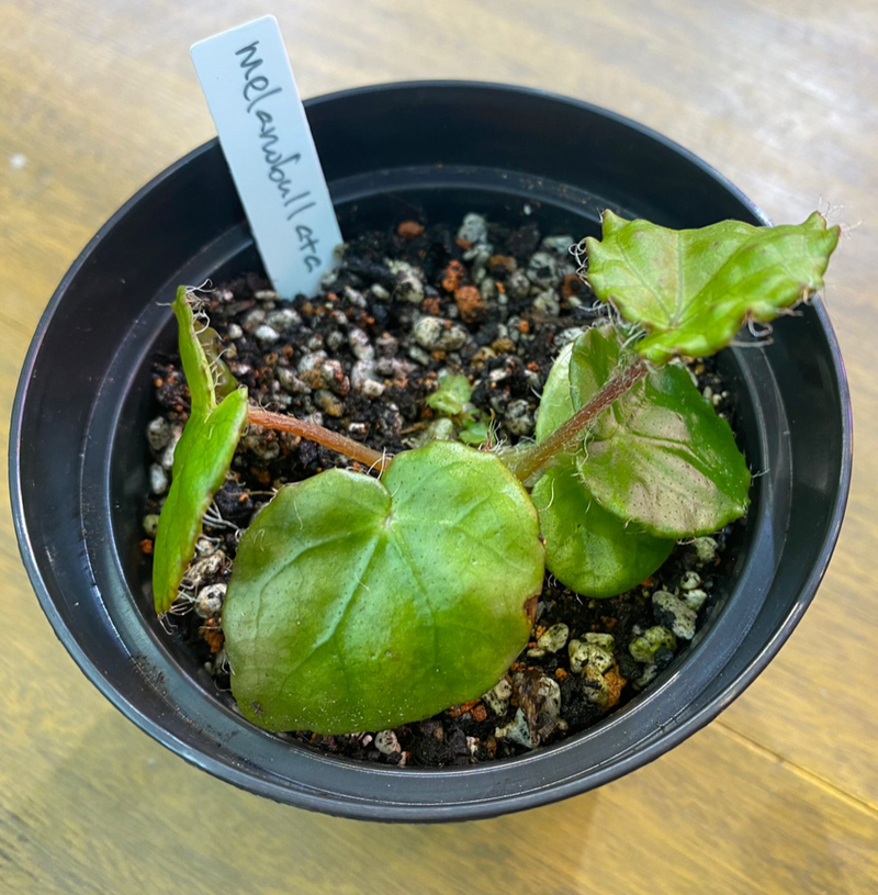 Begonia melanobullata