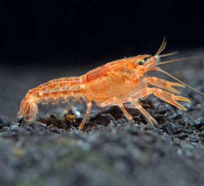Dwarf Cray Fish (CPO)
