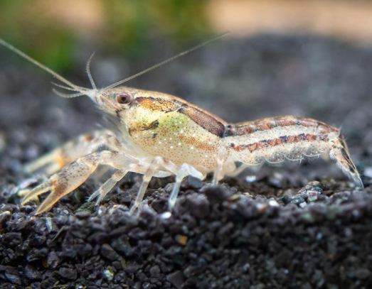 Dwarf Cray Fish (CPO)