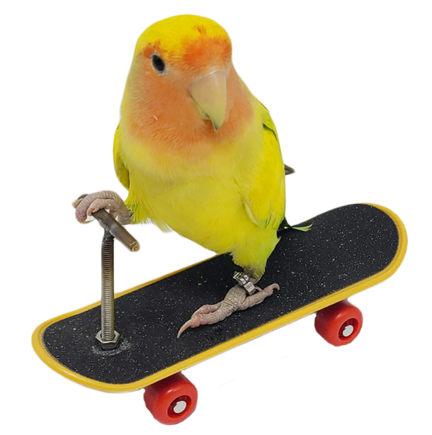 FIDS-PLAY TRAINING (Skate Board / 14x4cm)