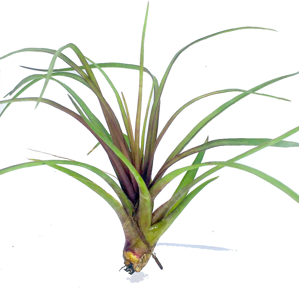 Tillandsia cyanea
