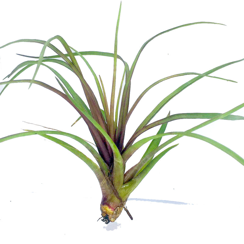 Tillandsia cyanea