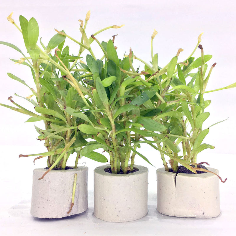 Heteranthera zosterifolia (Stargrass / 1 POT)