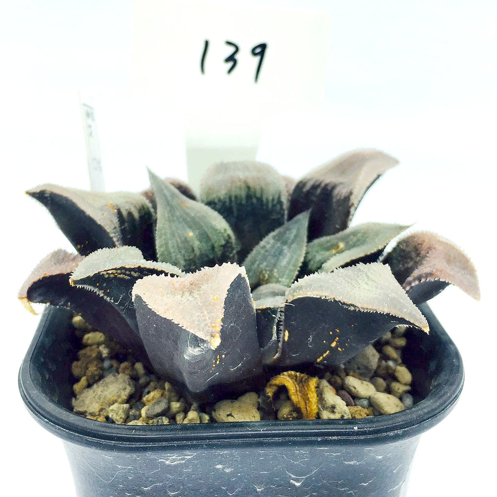 S&C Haworthia Spp (#139 / 7cm Pot)