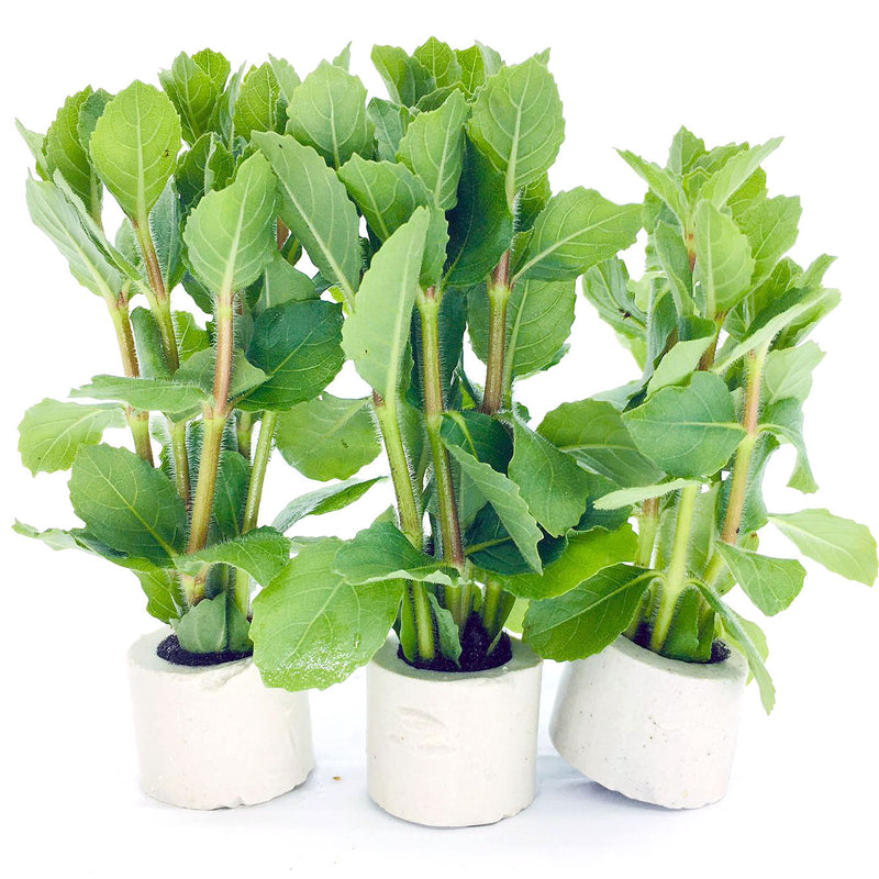 Hygrophila difformis red (1 POT)