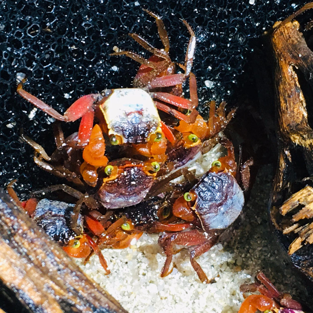 Geosesarma dennerle (Orange Leg Vampire Crab)