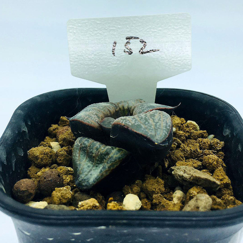 S&C Haworthia Spp (#152 / 7cm Pot)